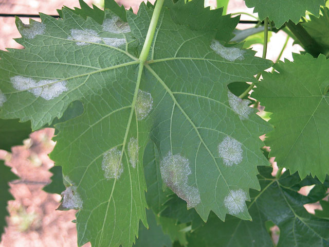 peronospora